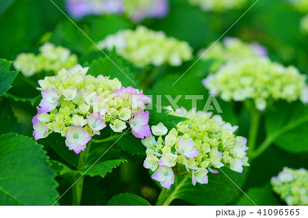 咲き始めたフレッシュな紫陽花の花１４（ピンク） 41096565