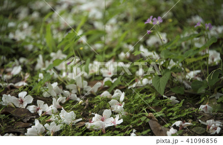 アブラギリ きれい 美しい 41096856