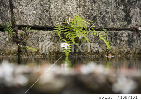 アブラギリ きれい 美しい 41097191