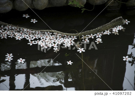 アブラギリ きれい 美しい 41097202