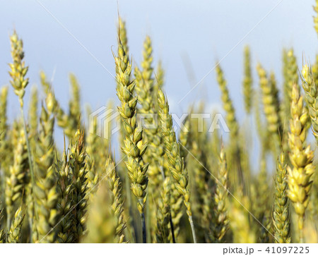 Wheat field Wheat field 41097225