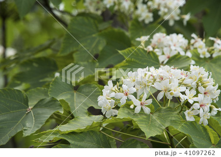 アブラギリ きれい 美しい 41097262