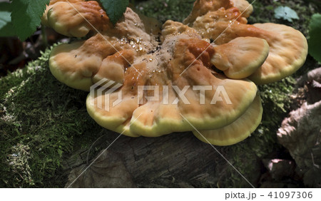 mushrooms growing on a mossy tree. mushrooms growing on a mossy tree. 41097306