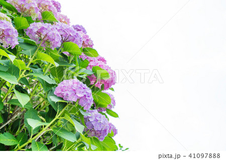 みずみずしいアジサイの花 41097888