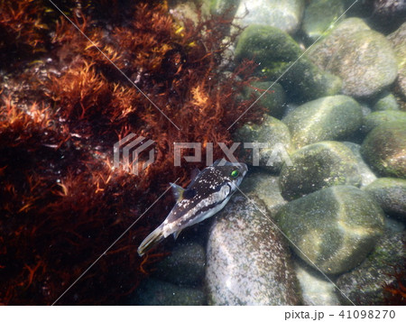 キタマクラ 41098270