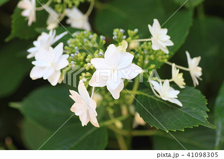 ガクアジサイの花　墨田の花火 41098305