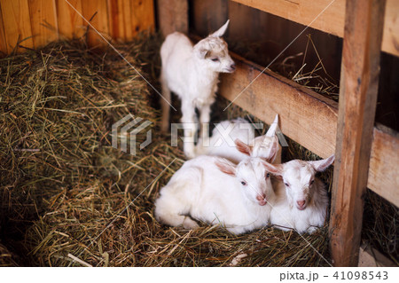 White and cute baby goats in a barn. White and cute baby goats in a barn. 41098543