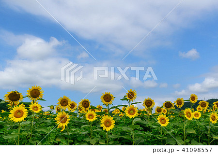 佐用町の南光ひまわり畑 佐用町の南光ひまわり畑 41098557