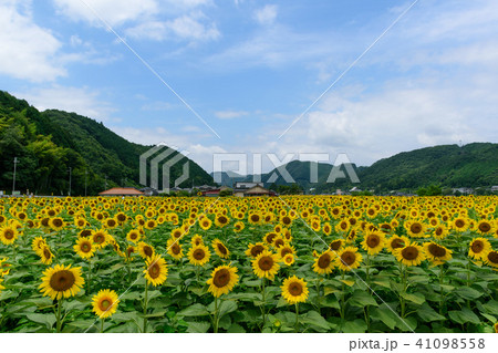 佐用町の南光ひまわり畑 41098558