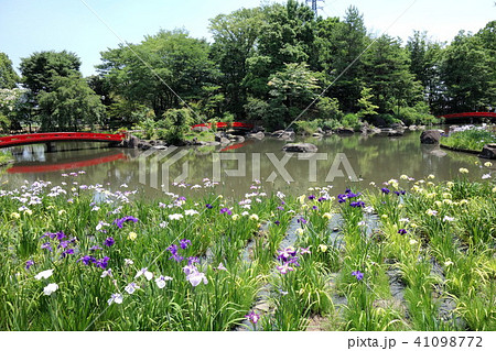 浜川運動公園のショウブ 浜川運動公園のショウブ 41098772