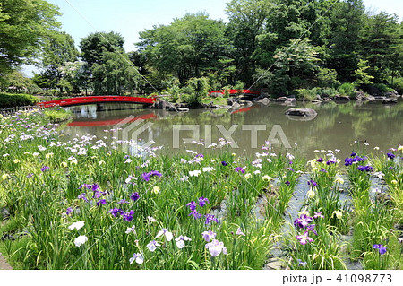浜川運動公園のショウブ 浜川運動公園のショウブ 41098773