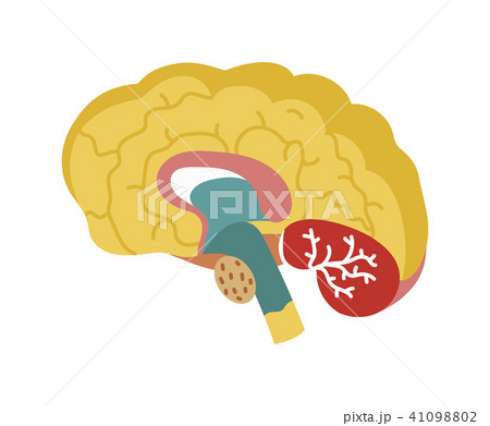 Human brain isolated icon Human brain isolated icon 41098802