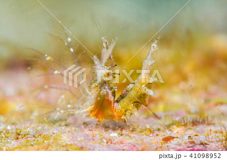 オリヅルエビ オリヅルエビ 41098952