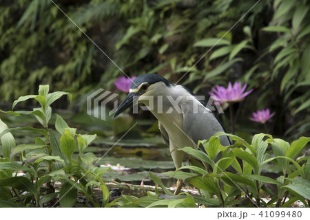 鳥 ゴイサギ 五位鷺 41099480