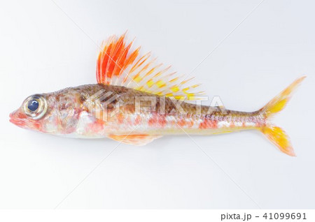 深海系の海水魚　ヒメ（姫）　鮮やかな体色が特徴 41099691