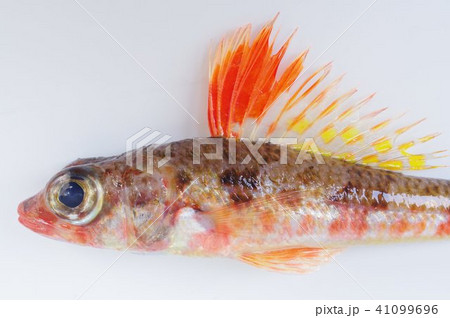 深海系の海水魚 ヒメ 姫 鮮やかな体色が特徴の写真素材 深海系の海水魚 ヒメ 姫 鮮やかな体色が特徴の写真素材