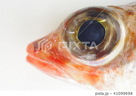 深海系の海水魚　ヒメ（姫）の魚眼　鮮やかな体色が特徴 41099698