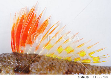 深海系の海水魚 ヒメ 姫 背びれの模様 鮮やかな体色が特徴の写真素材