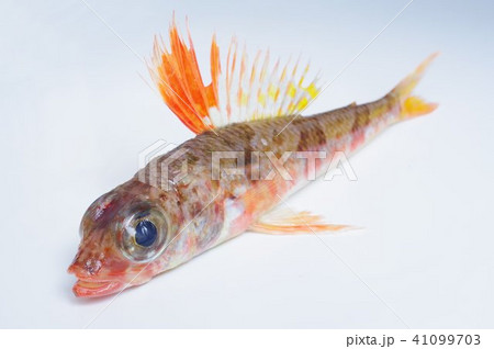 深海系の海水魚 ヒメ 姫 縦俯瞰 鮮やかな体色が特徴の写真素材 深海系の海水魚 ヒメ 姫 縦俯瞰 鮮やかな体色が特徴の写真素材