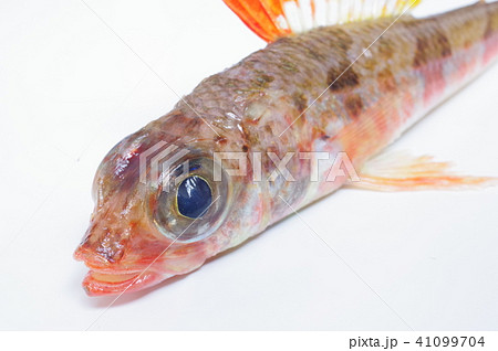 深海系の海水魚 ヒメ 姫 頭部縦俯瞰 鮮やかな体色が特徴の写真素材 深海系の海水魚 ヒメ 姫 頭部縦俯瞰 鮮やかな体色が特徴の写真素材