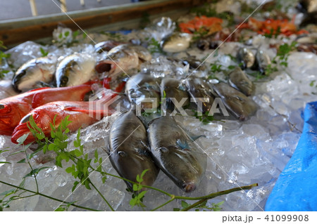 魚まつり 魚まつり 41099908