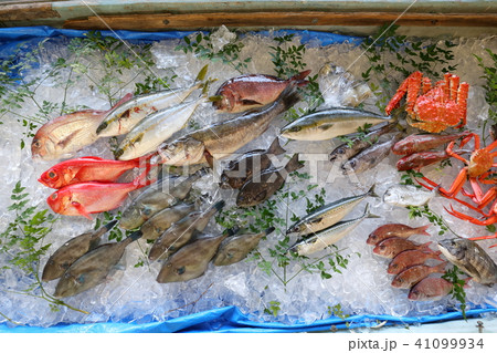 魚まつり 魚まつり 41099934