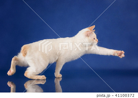 Funny playful Blue eyed Cat of Breed Mekong Bobtail catching on blue studio background 41100372