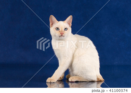 Playful Blue eyed Cat of Breed Mekong Bobtail on blue studio background 41100374