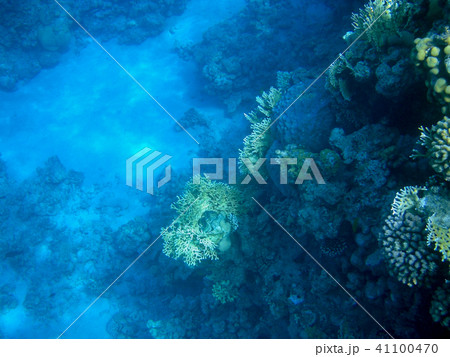 Underwater coral reef Underwater coral reef 41100470