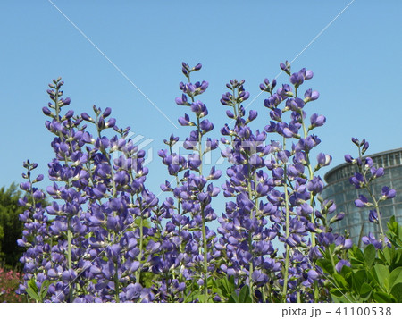 ムラサキセンダイハギの青紫色の綺麗な花の写真素材