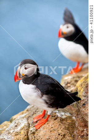 Puffins on a cliff 41100921