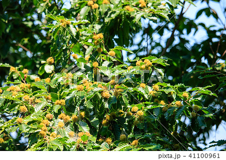 ブナの実 41100961