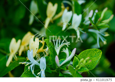 スイカズラ スイカズラ 41101975