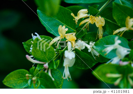 スイカズラ 41101981