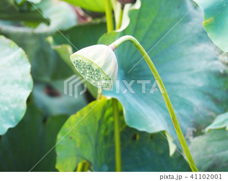 蓮の花托 蓮の花托 41102001