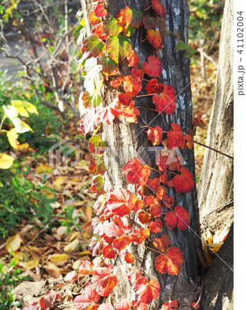 紅葉する蔦の葉 紅葉する蔦の葉 41102004