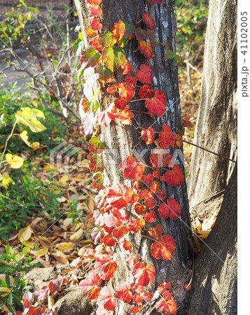 紅葉する蔦の葉 41102005