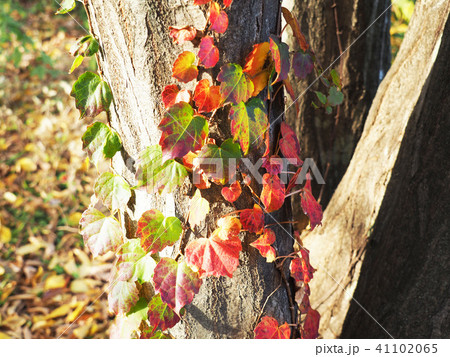 紅葉する蔦の葉 41102065