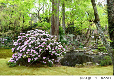 三千院の春の庭園 41102284