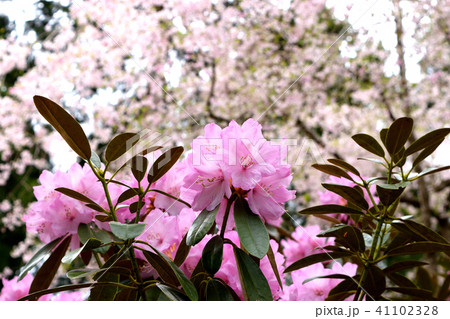 三千院の春の庭園 シャクナゲと桜 の写真素材
