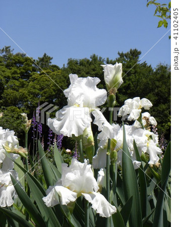 白色のジャーマンアイリスの花 白色のジャーマンアイリスの花 41102405