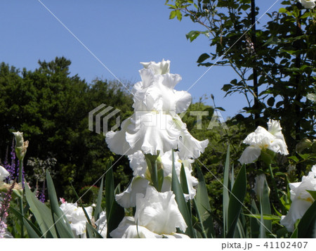 白色のジャーマンアイリスの花 白色のジャーマンアイリスの花 41102407