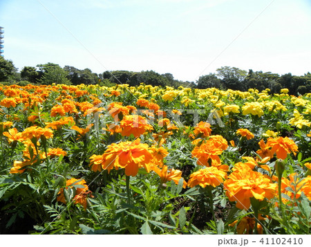 青空に映えるオレンジ色いマリーゴールドの花 青空に映えるオレンジ色いマリーゴールドの花 41102410