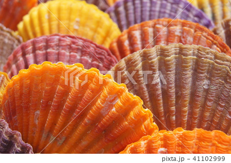 カラフルな貝 41102999