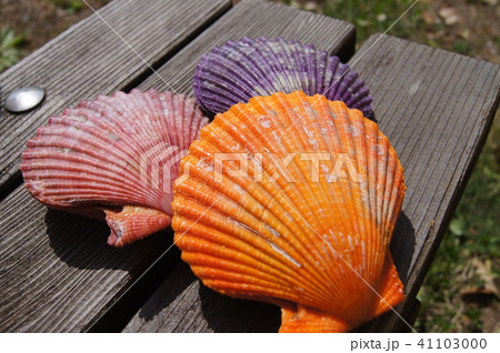 カラフルな貝 41103000
