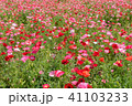 ポピー畑 41103233