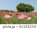 ポピーと大きな木 41103234