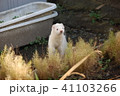 おさんぽフェレット 41103266