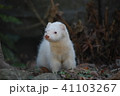 穴ほりフェレット 41103267