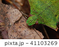 宝石のようなカメムシ 41103269